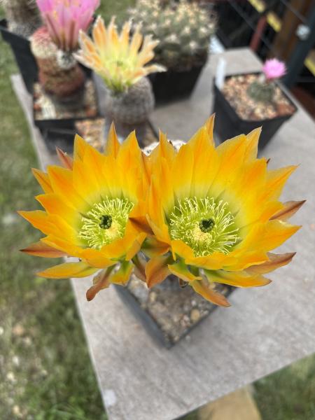 Echinocereus ctenoides